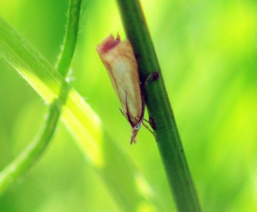 Chrysoteuchia culmella
